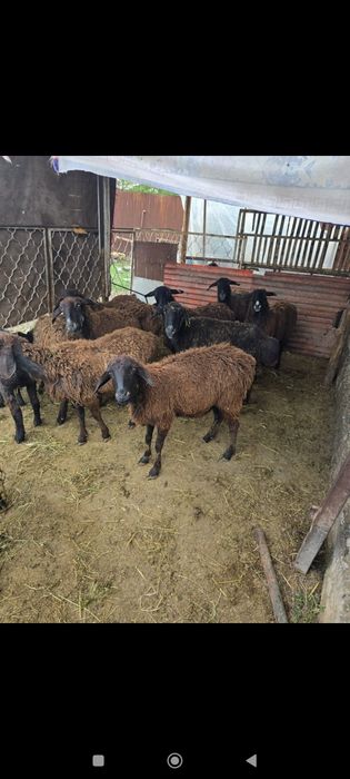 Қойлар тур 11бас