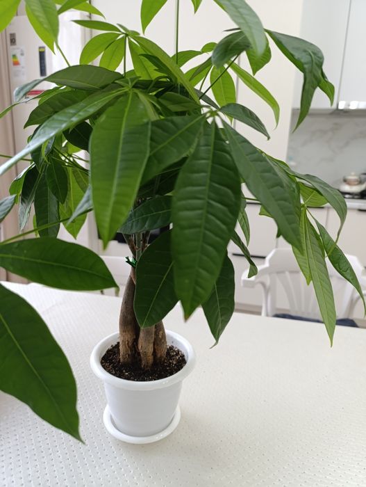 Пахира-цветок богатства