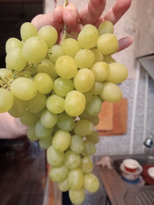 Продам виноград дачный свой