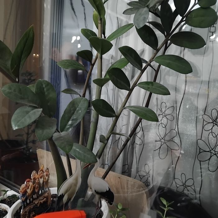 Долларовый дерево