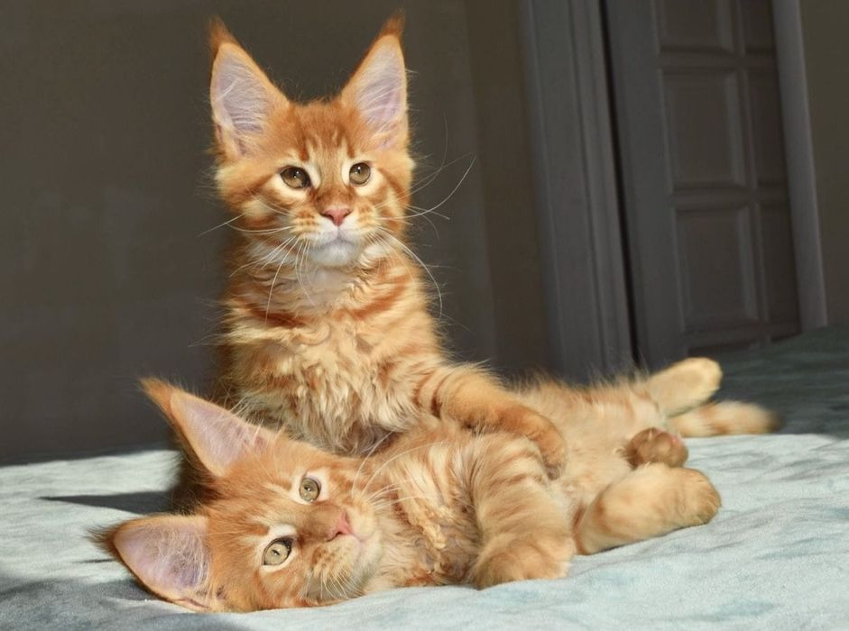 Котята МЕЙН КУНОВ - Доставка есть !