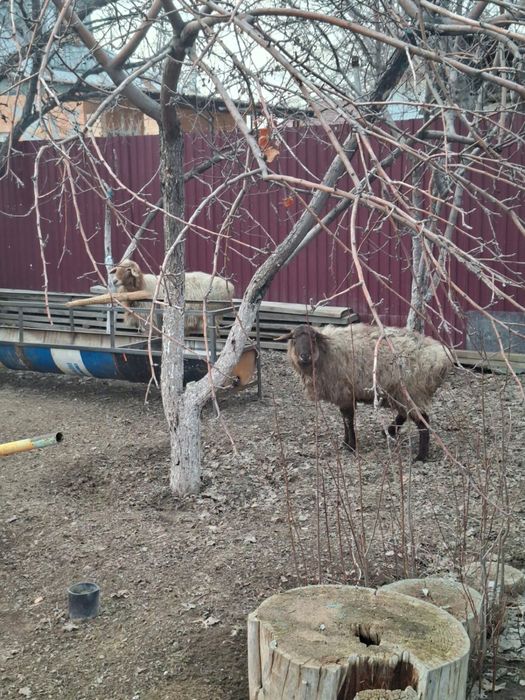 Бараны с откорма 6 месяцев