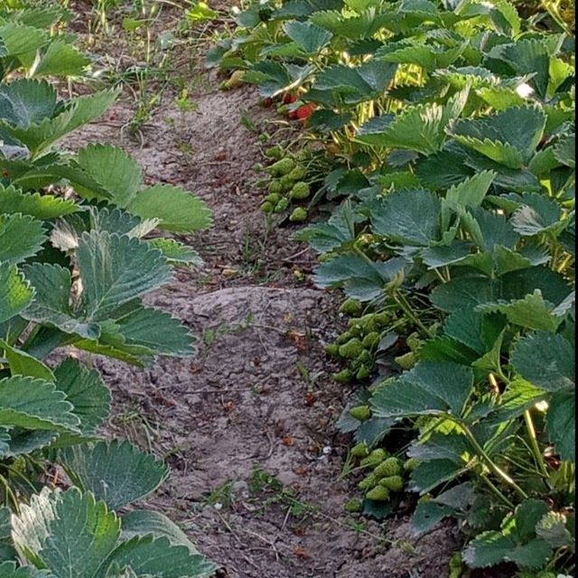 Qulupnay kõchatni zõri