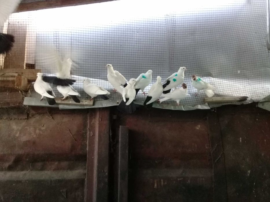 Продам голубей бакинцы бойные летные