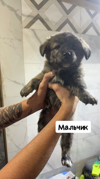 Отдам даром щенков