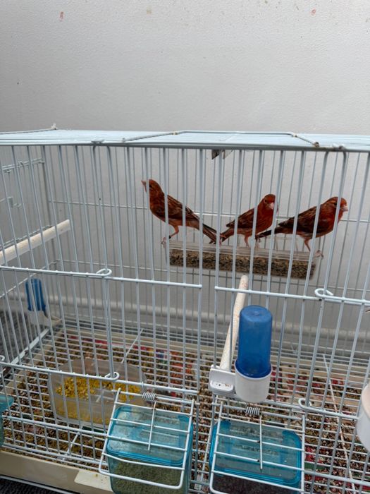 Canari de vanzare