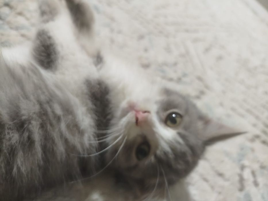 Кошечка милая, девочка, чистая домашняя.