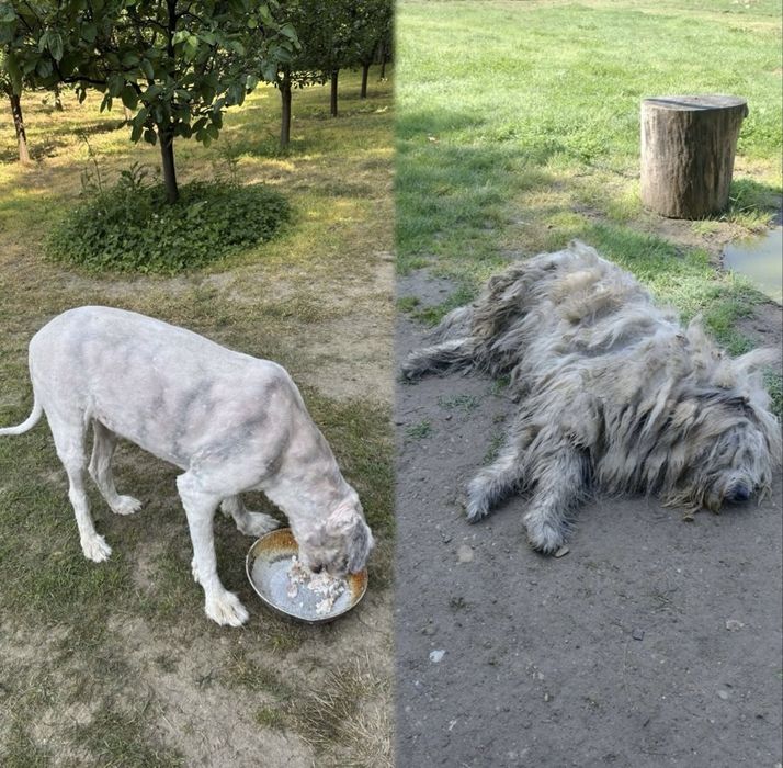 Tuns caini de orice talie