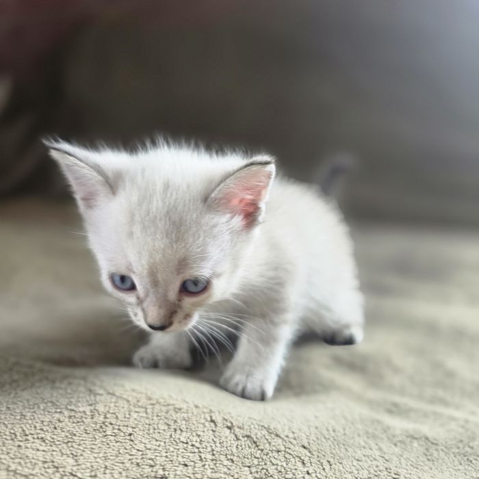 Отдам котят песплатно