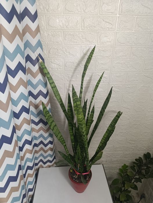 Комнатный цветок, "Ослиные уши"