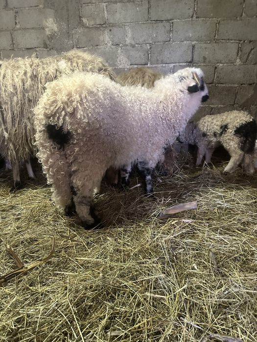 Miei                 berbecuti