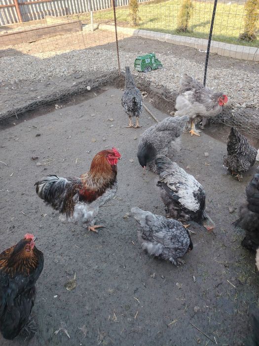 Vând sau schimb cocoș