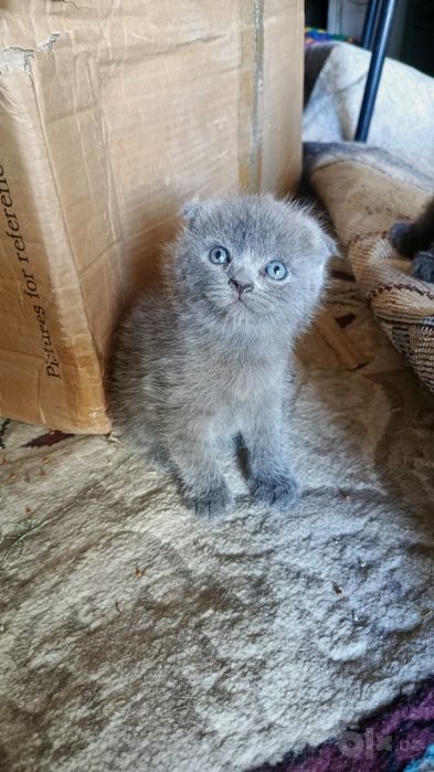 Продается котята