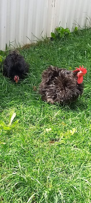 Pereche cochinchina pitic