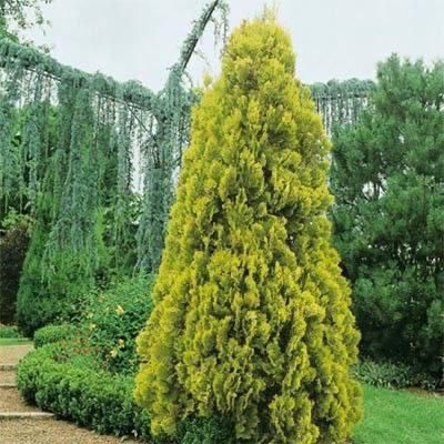 Европа в Махаллий туради манзарали дарахтлар