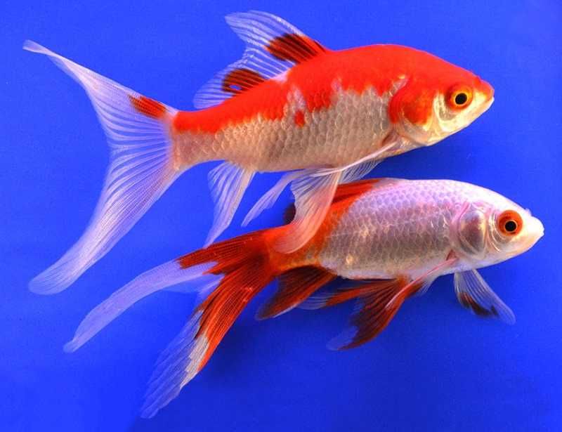 Золотая рыба Комета вуалехвостая