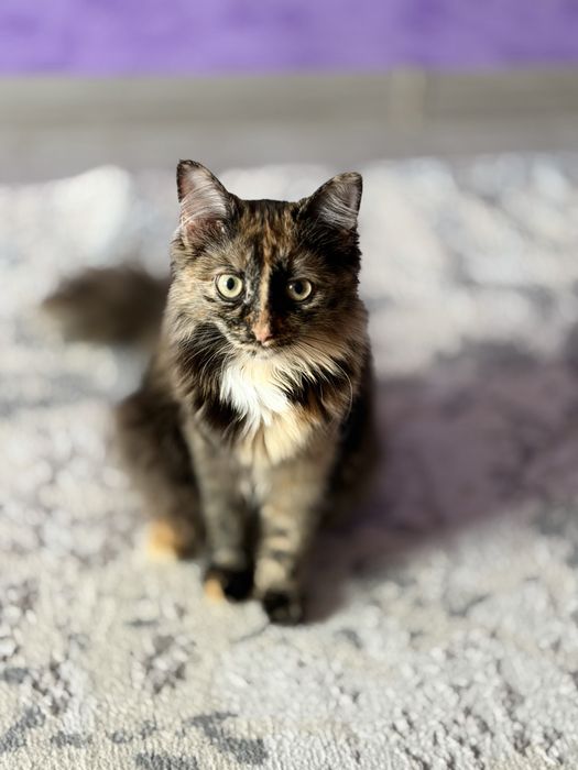 Отдам даром котенка