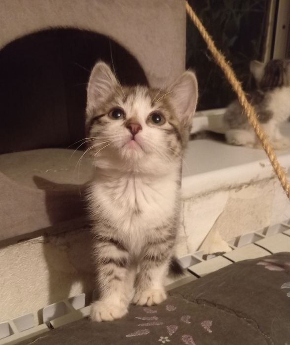 Очаровашки котятки