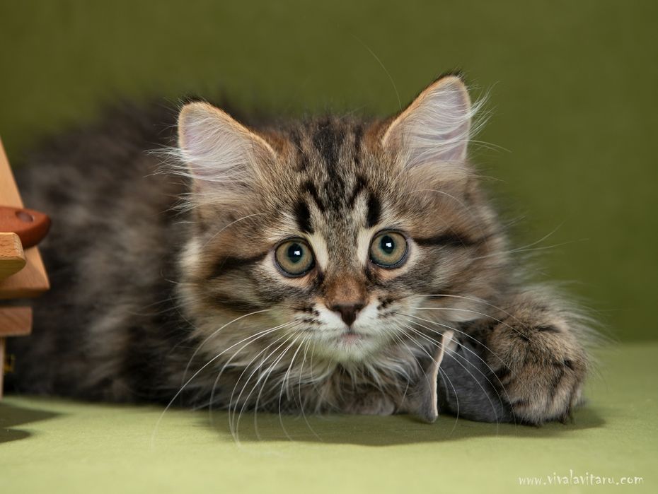 Продаётся котьята сибирские