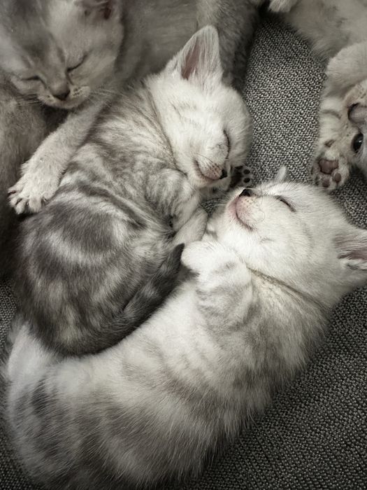 Продам Котят шотландский и шиншилла