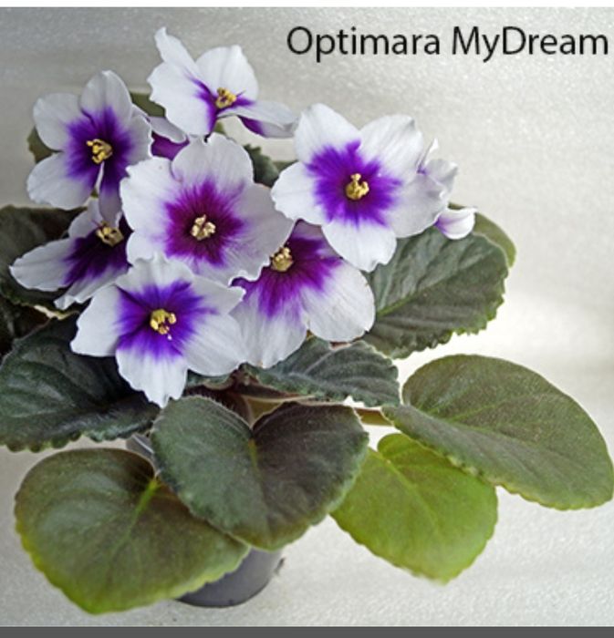 Фиалки распродажа