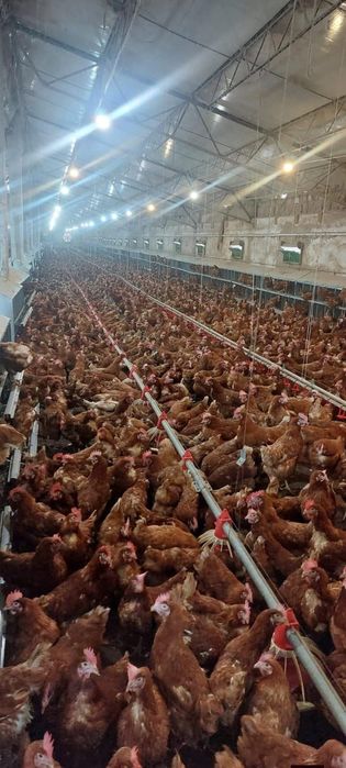 Găini roși ouătoare