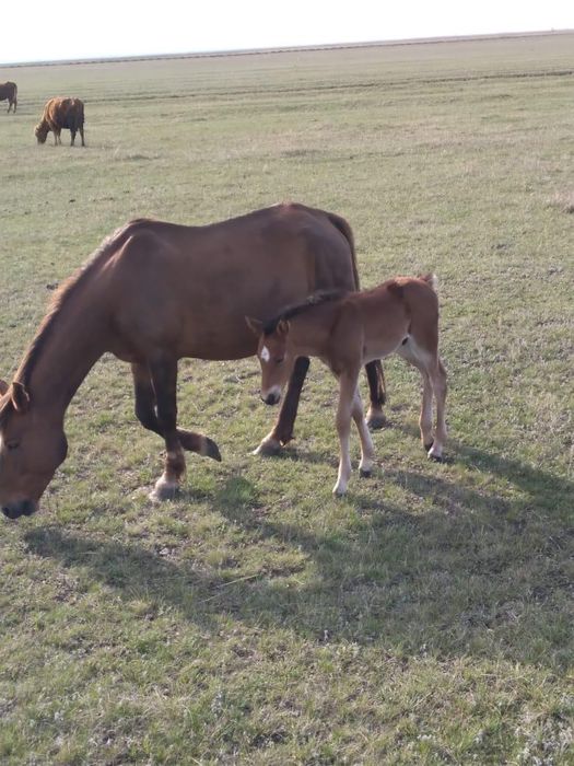 Продам кобылу бие сатамын