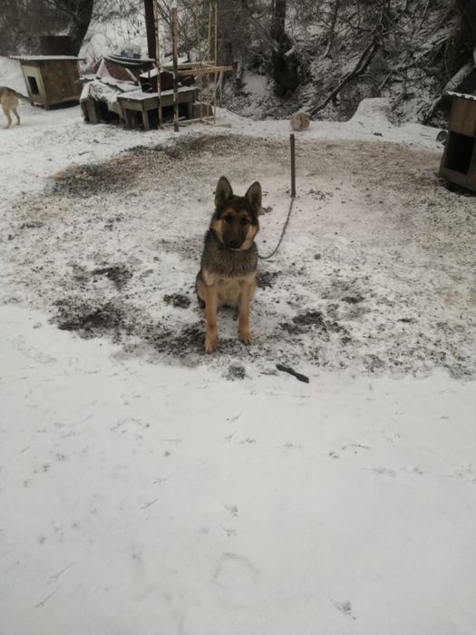 Немецкая овчарка девочка