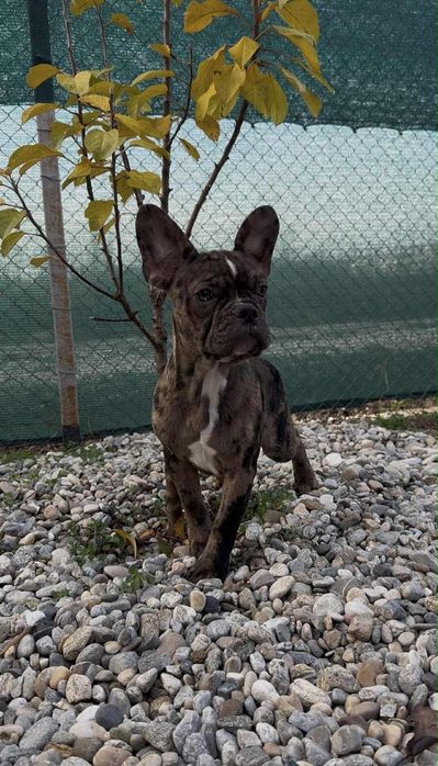 Bulldog Francez Masculi