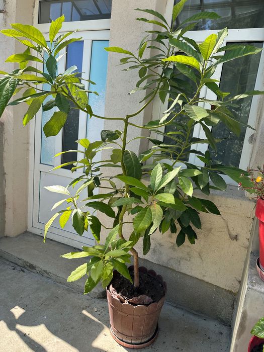 Avocado de vanzare