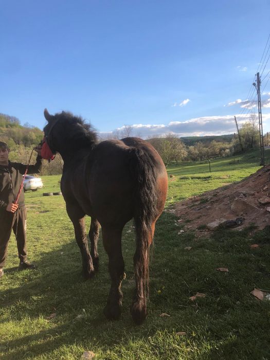 Vand iapa de 3 ani jumate