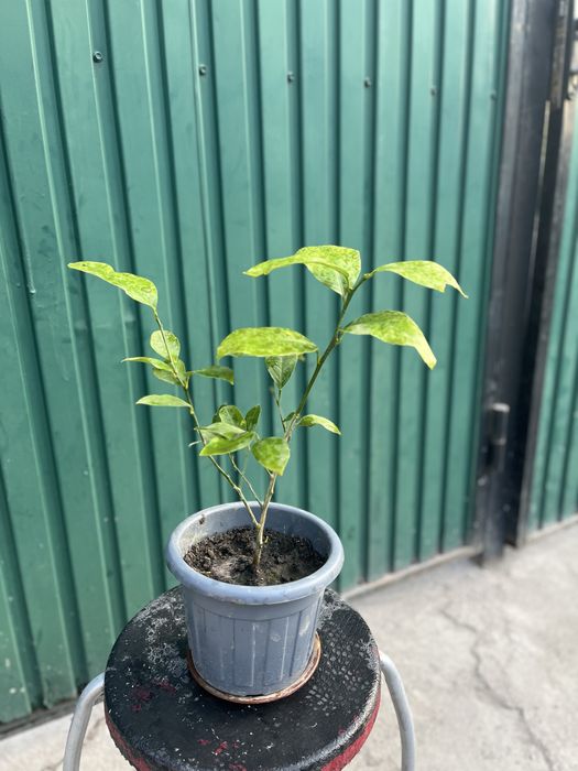 Лимонное дерево мейера