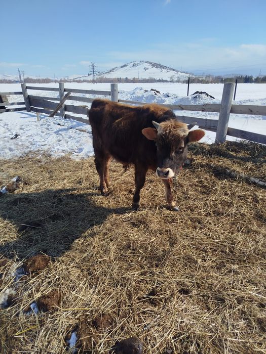 Продам бычков и нетель