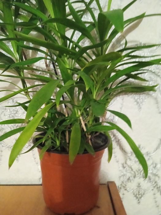 Фикусы,Аглоанемы,филадендроны