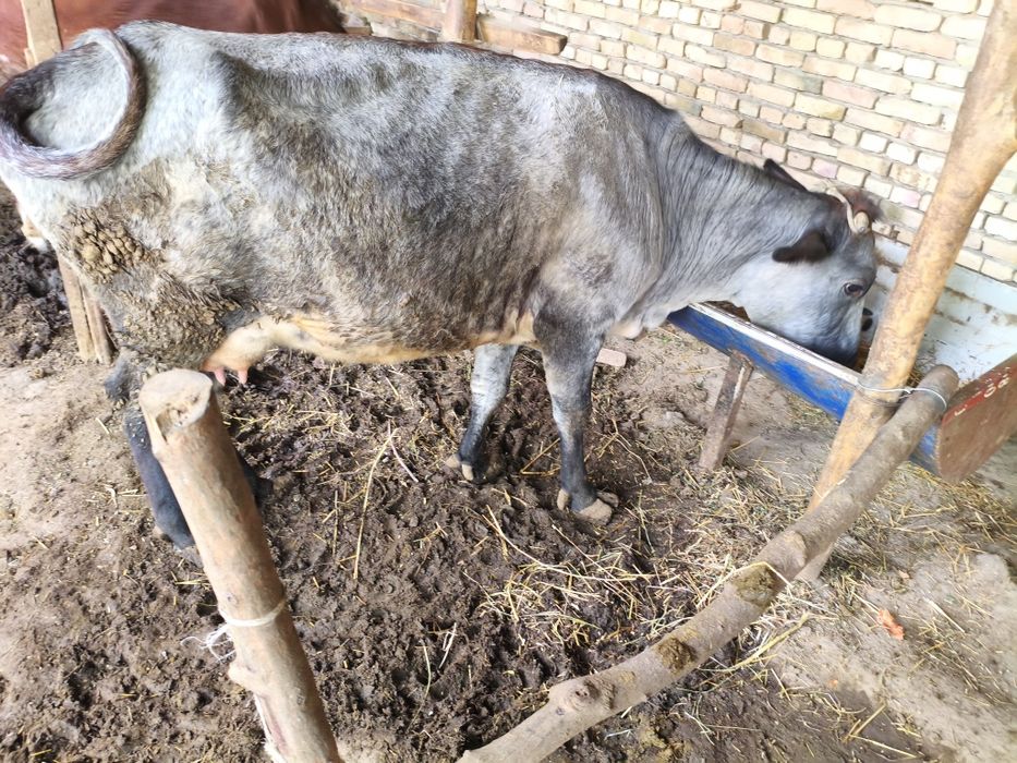 Ona bola sigir sotiladi