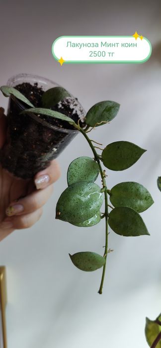 Продам хойи разных сортов