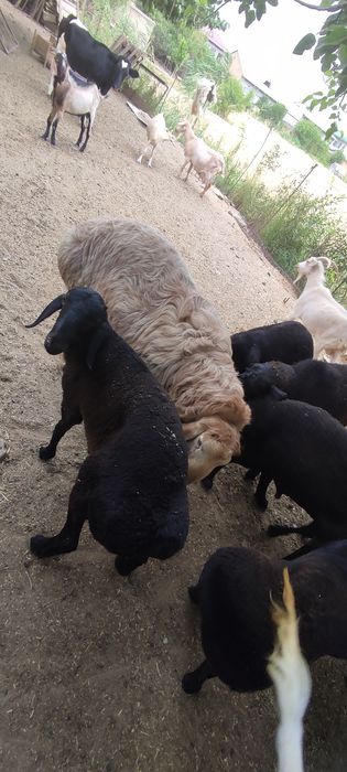 Qurbonlikga qoyla bor