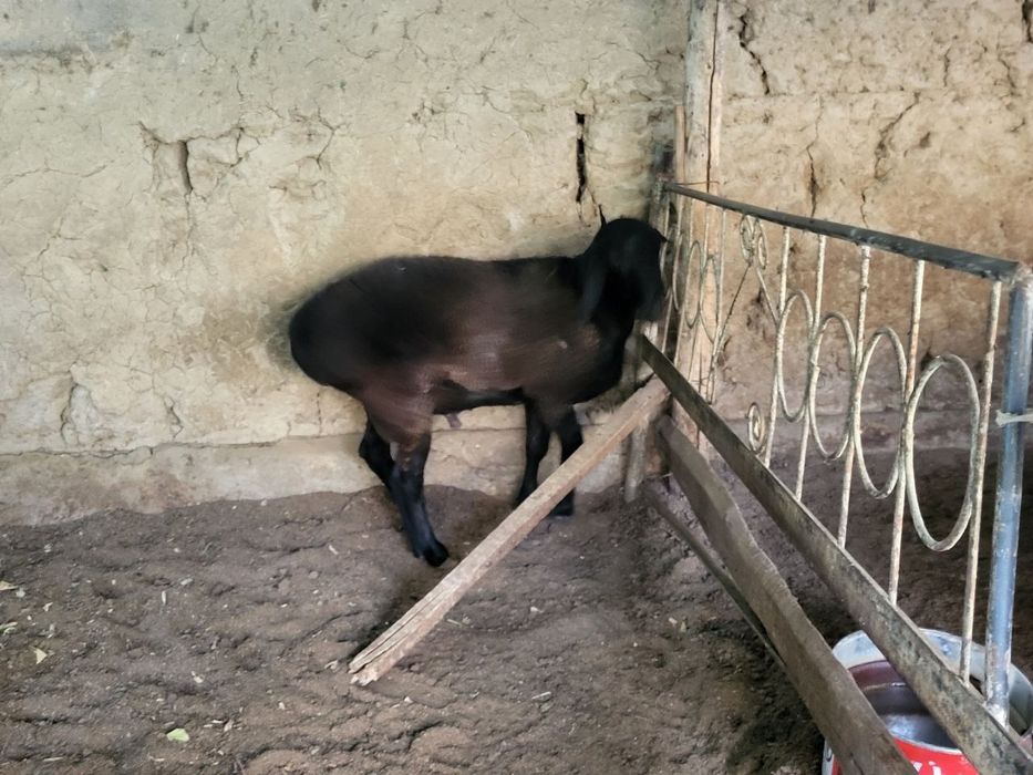 Ona bola sotiladi