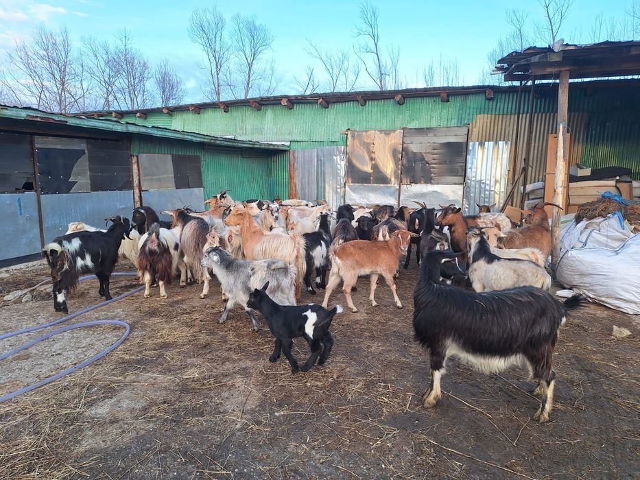 Vând capre cu iezii