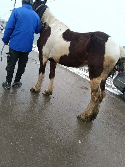 Vând iapa balțata de 5 ani sau schimb