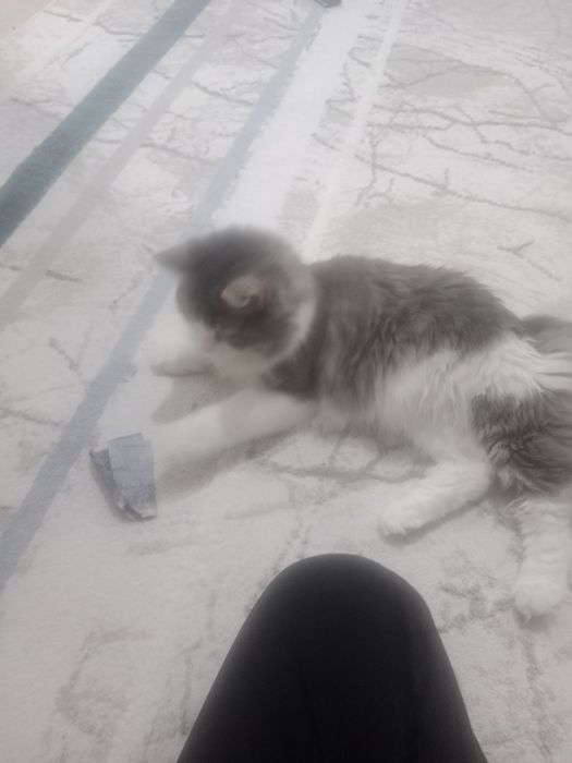 Отдам котенка в добрые руки