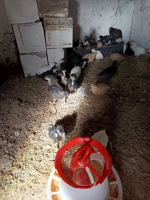 Pui de Australorp negru de 5-6 săptămâni