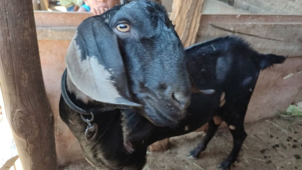 Ешкі бар сауыдатын. Текесімен бірге