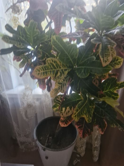 Продам цветы комнатные