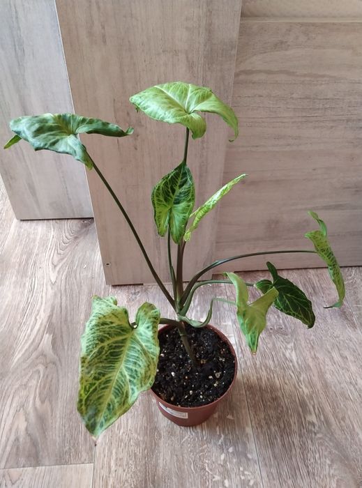 Комнатные растения