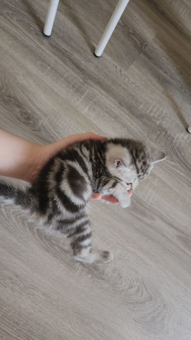 Котята шотландские