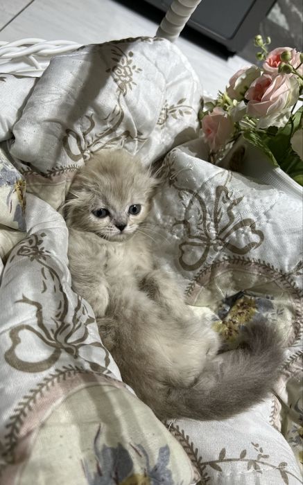 Пушистые котята!