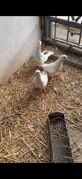 Голуби. Иранские белые