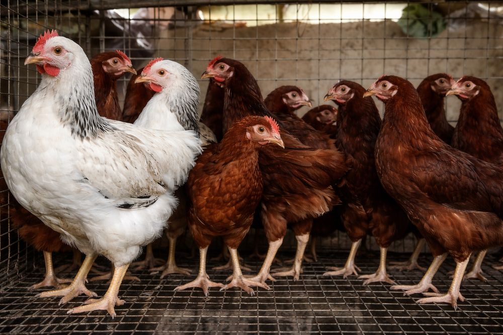 80 kunlik dominant  xoroz va tovuqlari