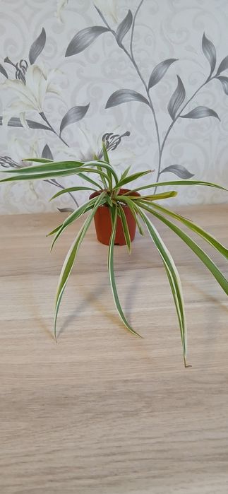 Продам комнатные цветы
